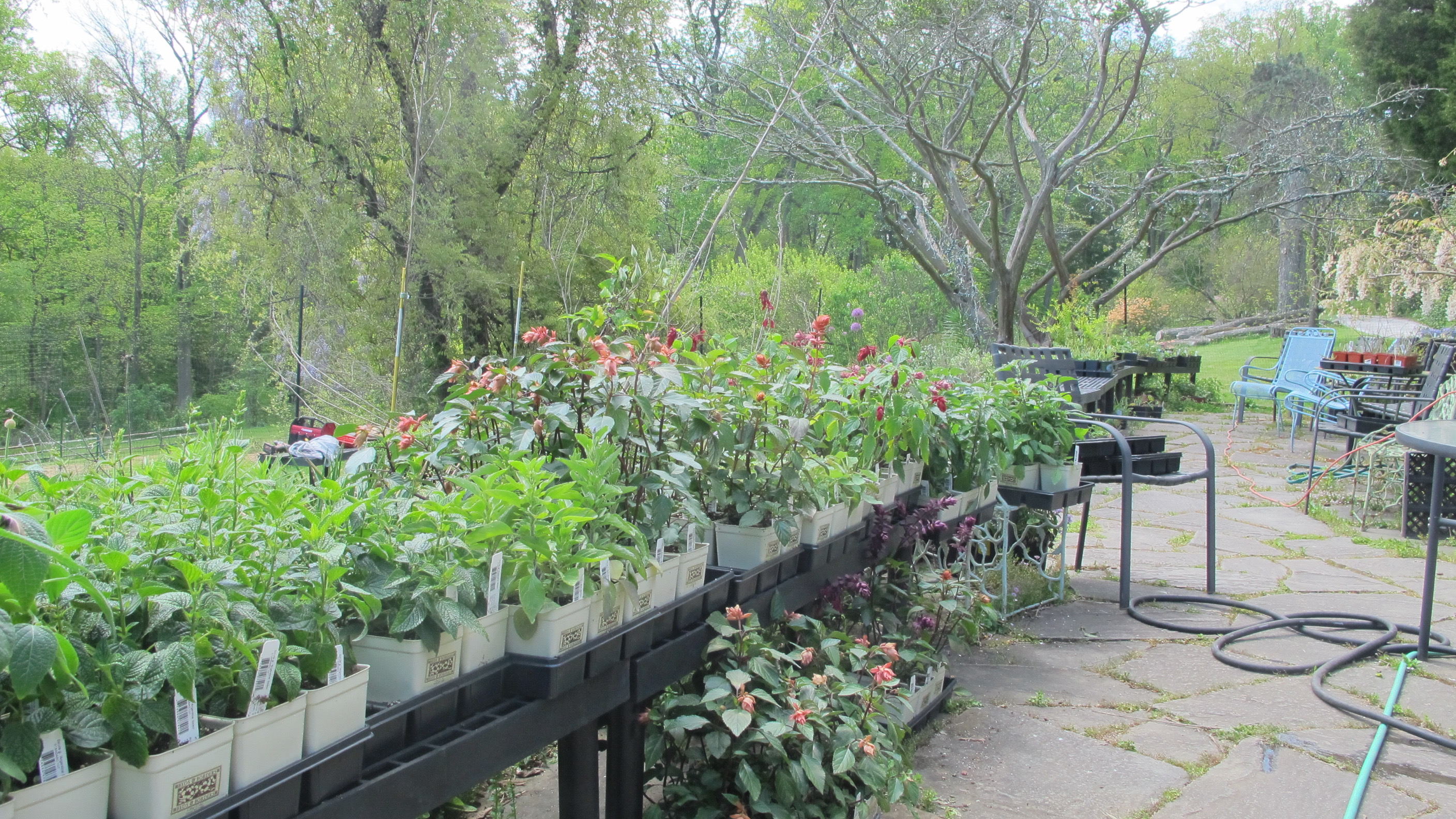 This just in Henry plant sale on Tuesdays and Thursdays Henry