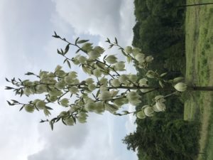 Yucca baccata