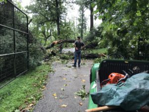 Curator Henry Ortmeyer surveying tree damage at front gate