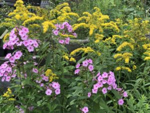 Goldenrod & phlox