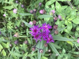 Vernonia novaboracensis