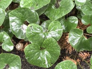 Asarum canadense