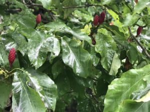 Magnolia fraseri seed cones