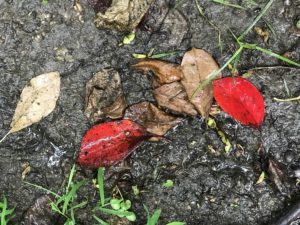 Nyssa sylvatica leaves - signs of approaching autumn