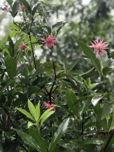 Illicium floridanum