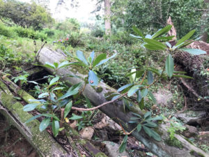 Rhododendron seedling that sprouted in cedar log