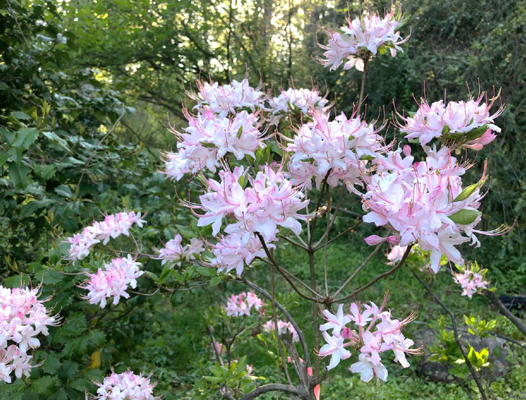 Rhododendron alabamense